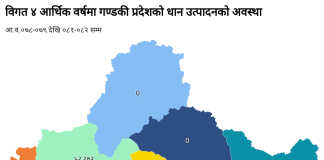 गण्डकीमा धानदेखि कोदोसम्मको उत्पादनमा उतारचढाव, परम्परागत बाली संकटमा