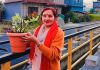 जन्मदिनमा सुवेदीको सामाजिक कार्य, बुढीबजार–खराने सडकको रेलिङमा रोपिन् फूल